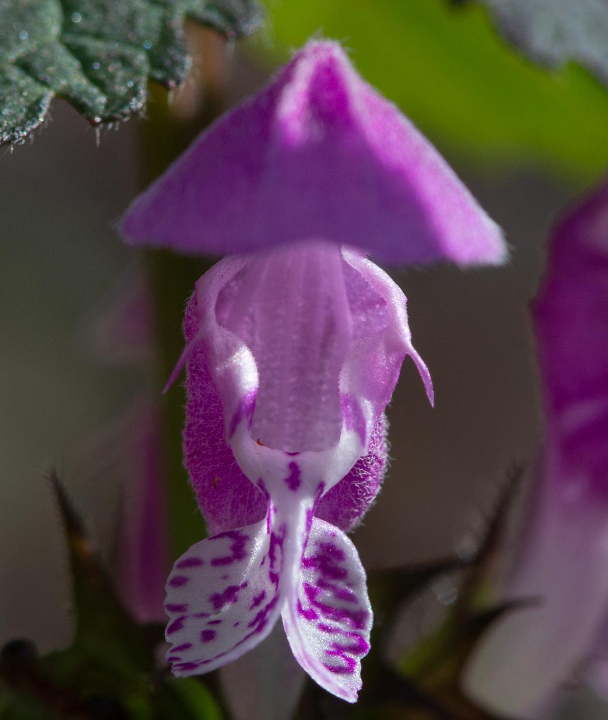 Blüte